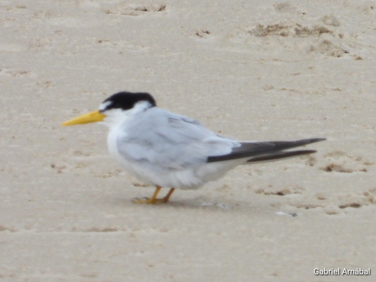 Амазонская крачка - ML646523446