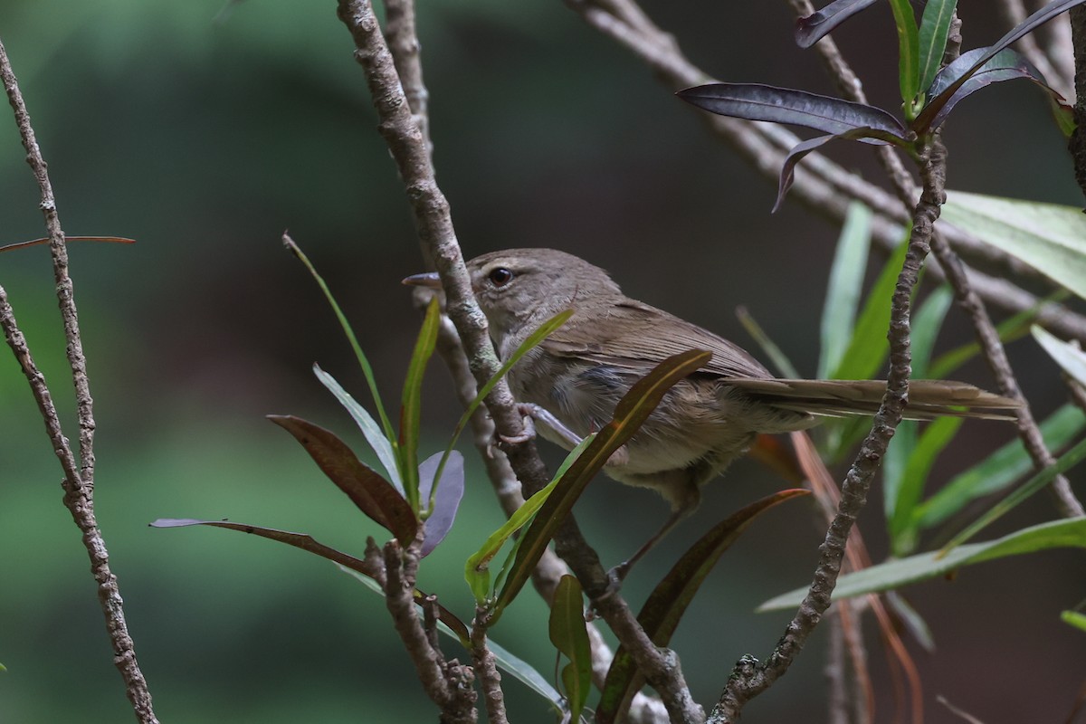 Malagasy Brush-Warbler (Malagasy) - ML646523447