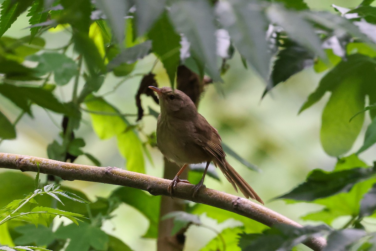 Malagasy Brush-Warbler (Malagasy) - ML646523448