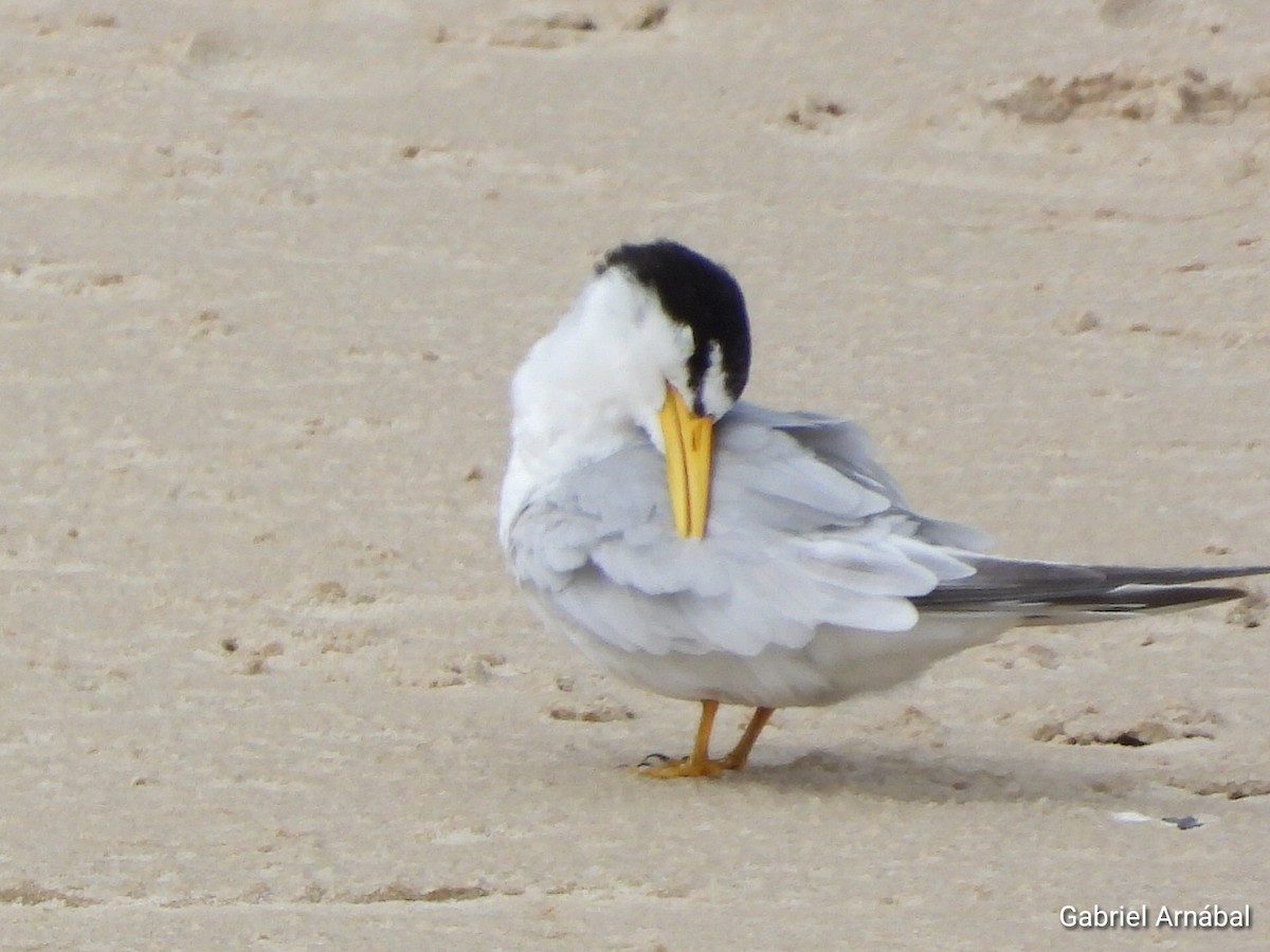 Амазонская крачка - ML646523449