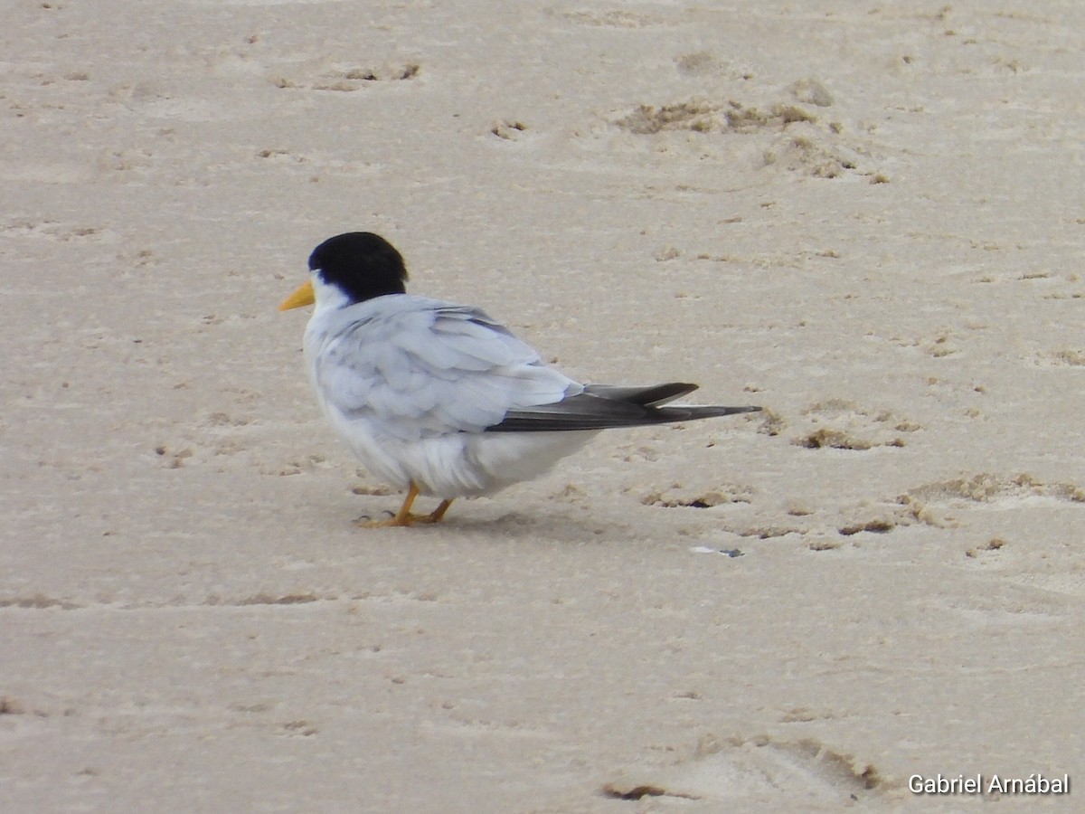 Амазонская крачка - ML646523450