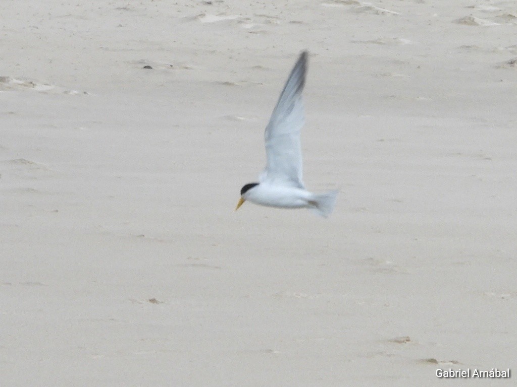 Амазонская крачка - ML646523451