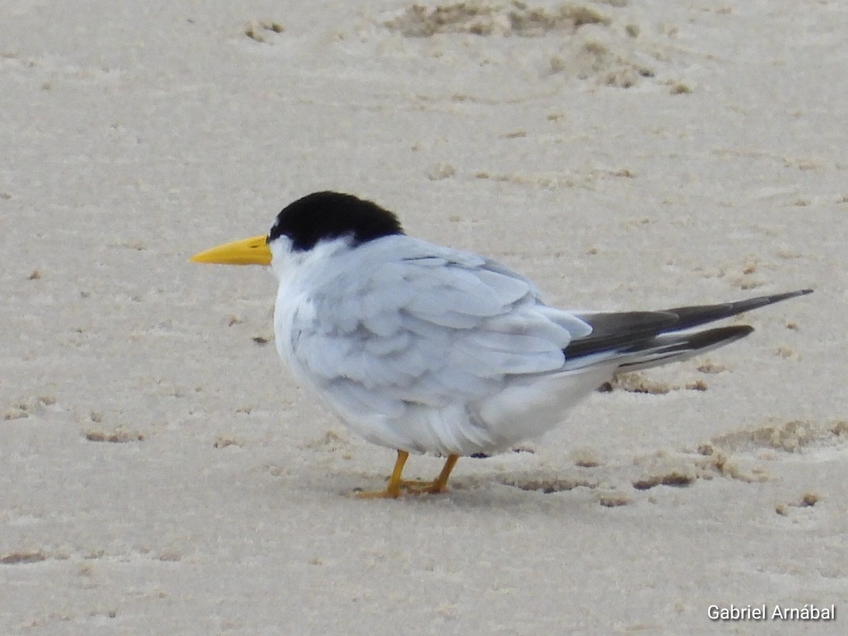 Амазонская крачка - ML646523452