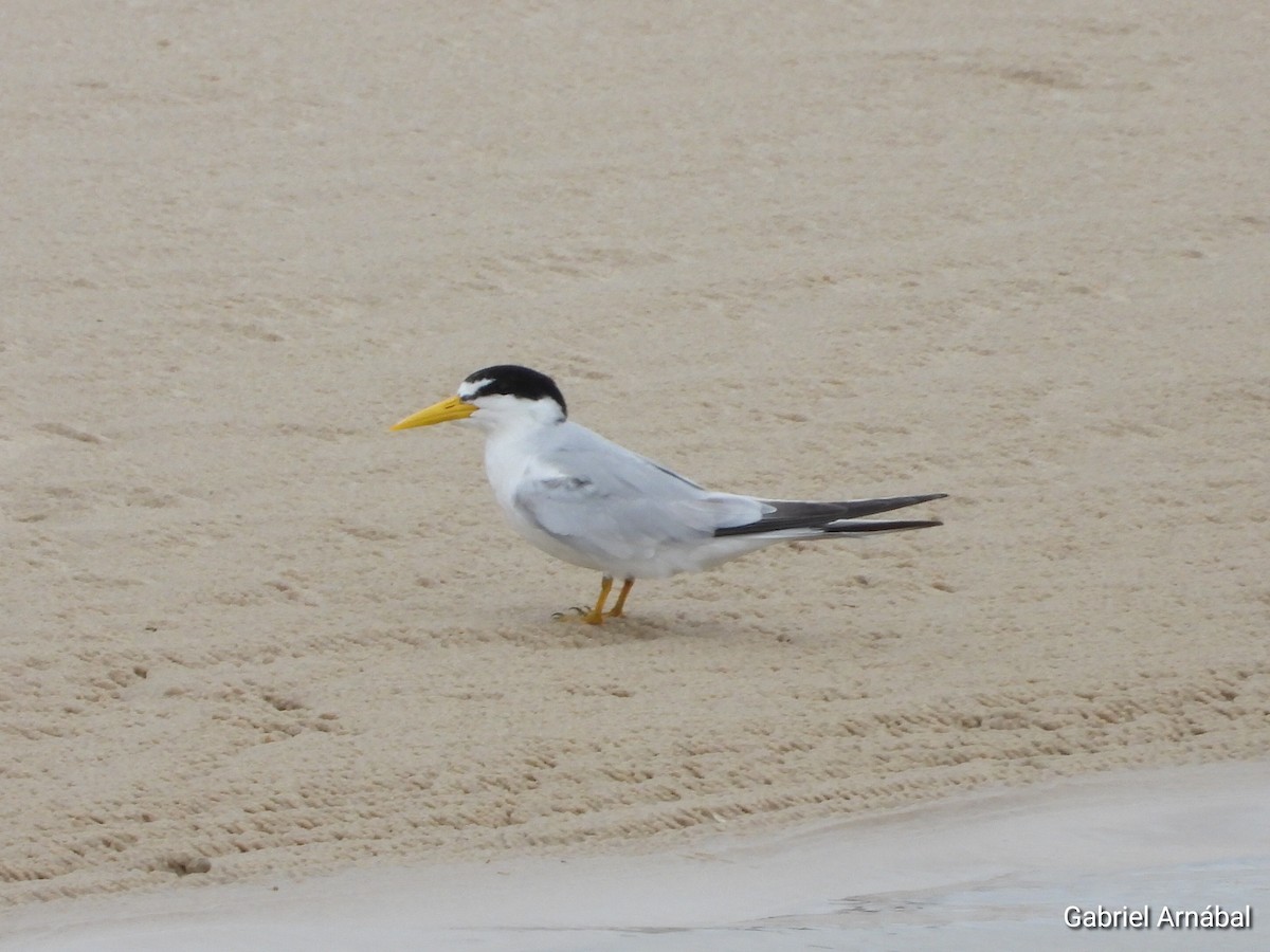 Амазонская крачка - ML646523453