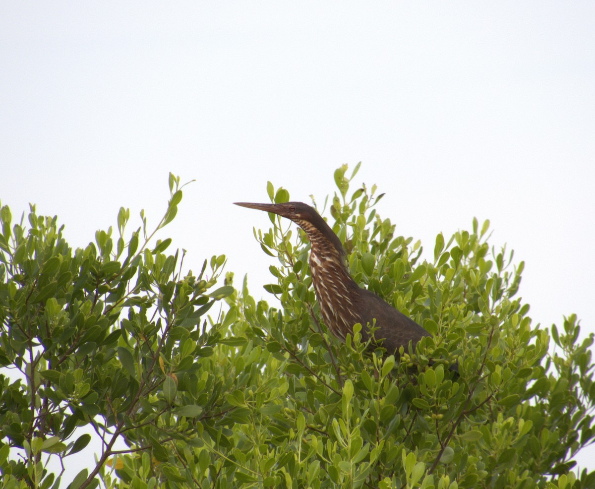 Black Bittern - ML646523455
