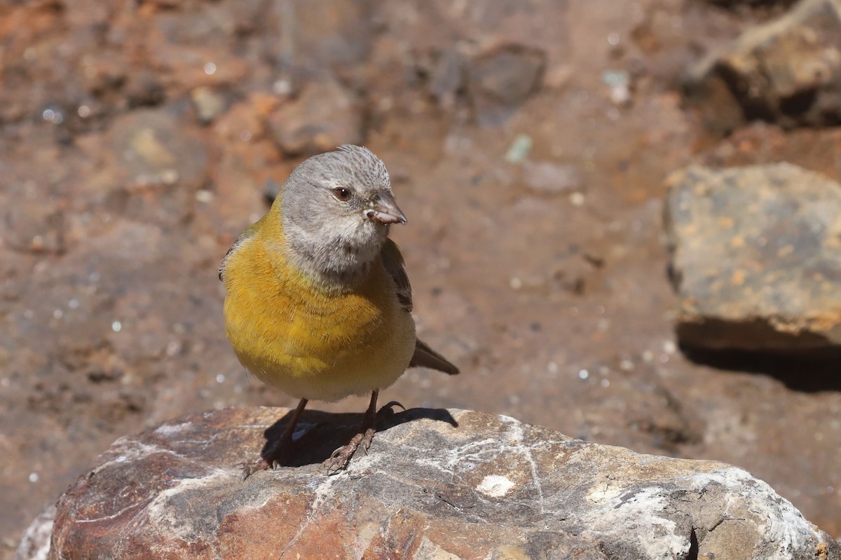 Gray-hooded Sierra Finch - ML646523461