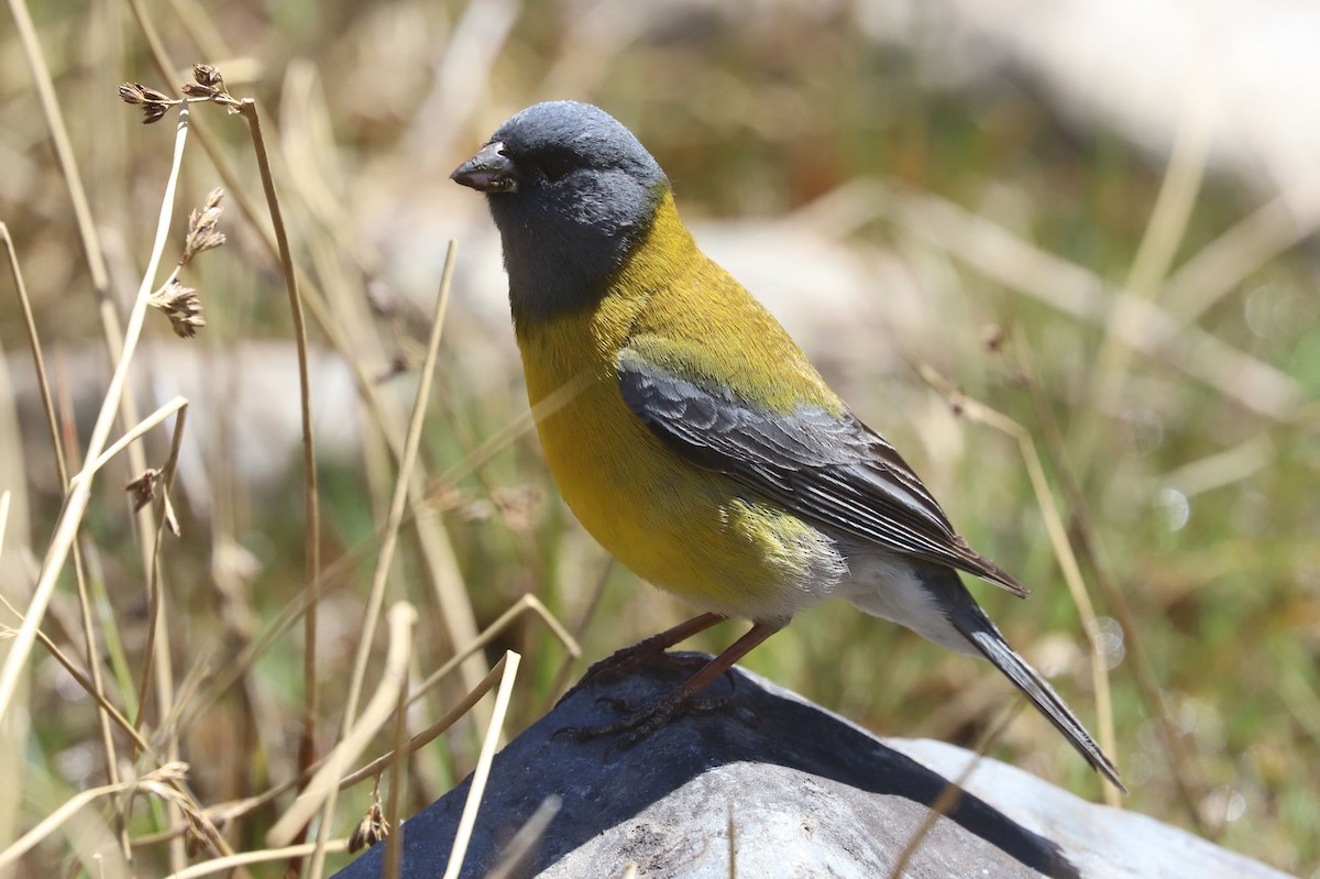Gray-hooded Sierra Finch - ML646523462
