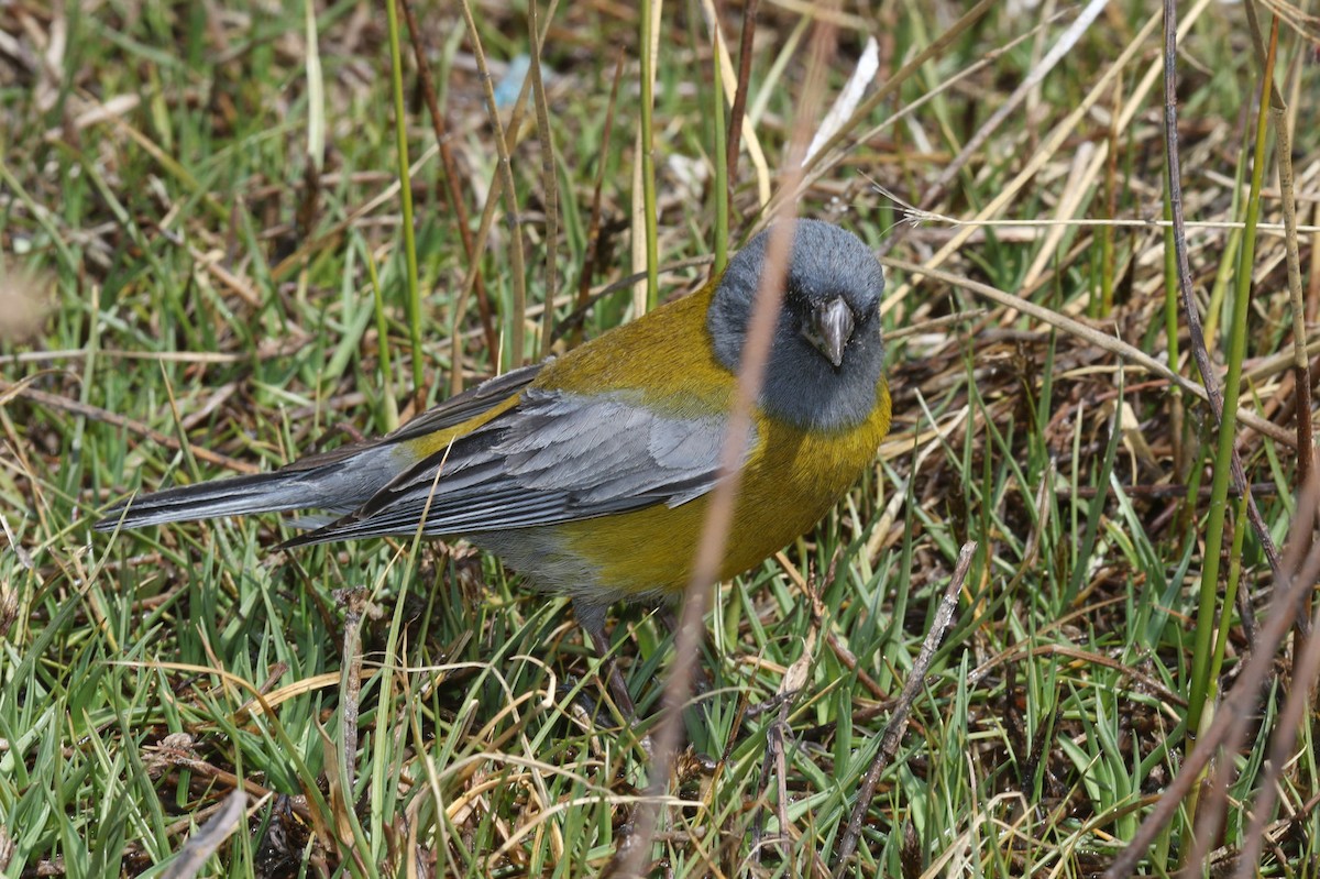 Gray-hooded Sierra Finch - ML646523463