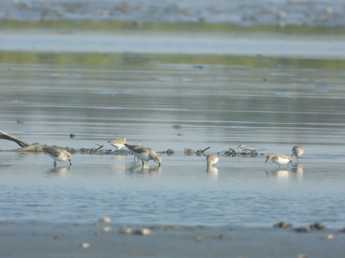 Dunlin - ML646523470