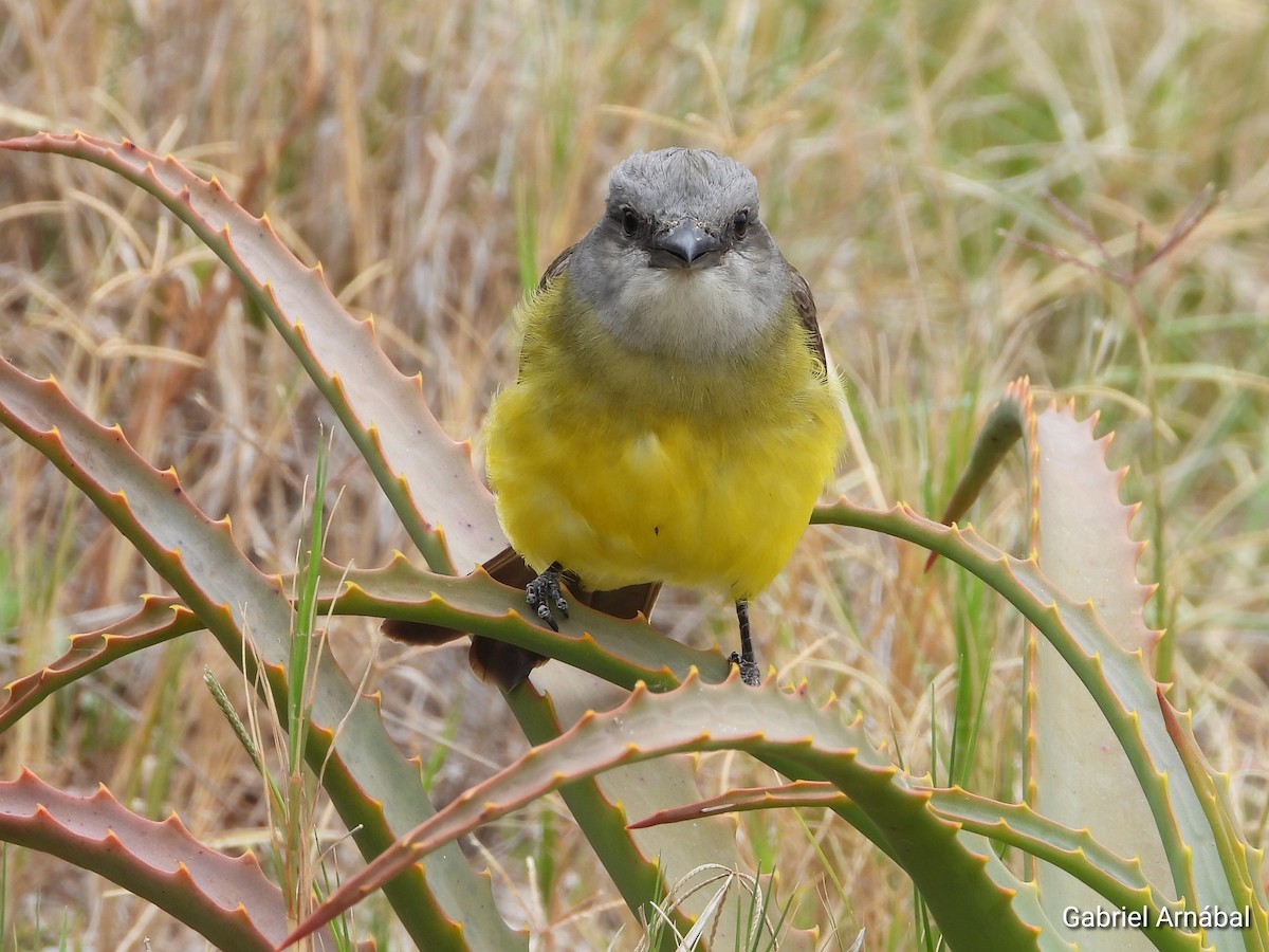 Tropical Kingbird - ML646523471