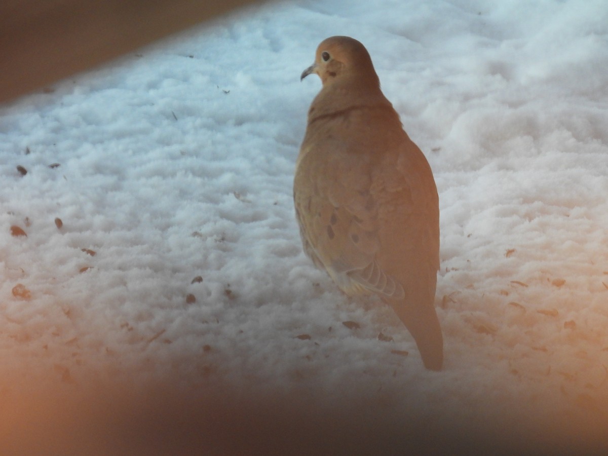 Mourning Dove - ML646523472