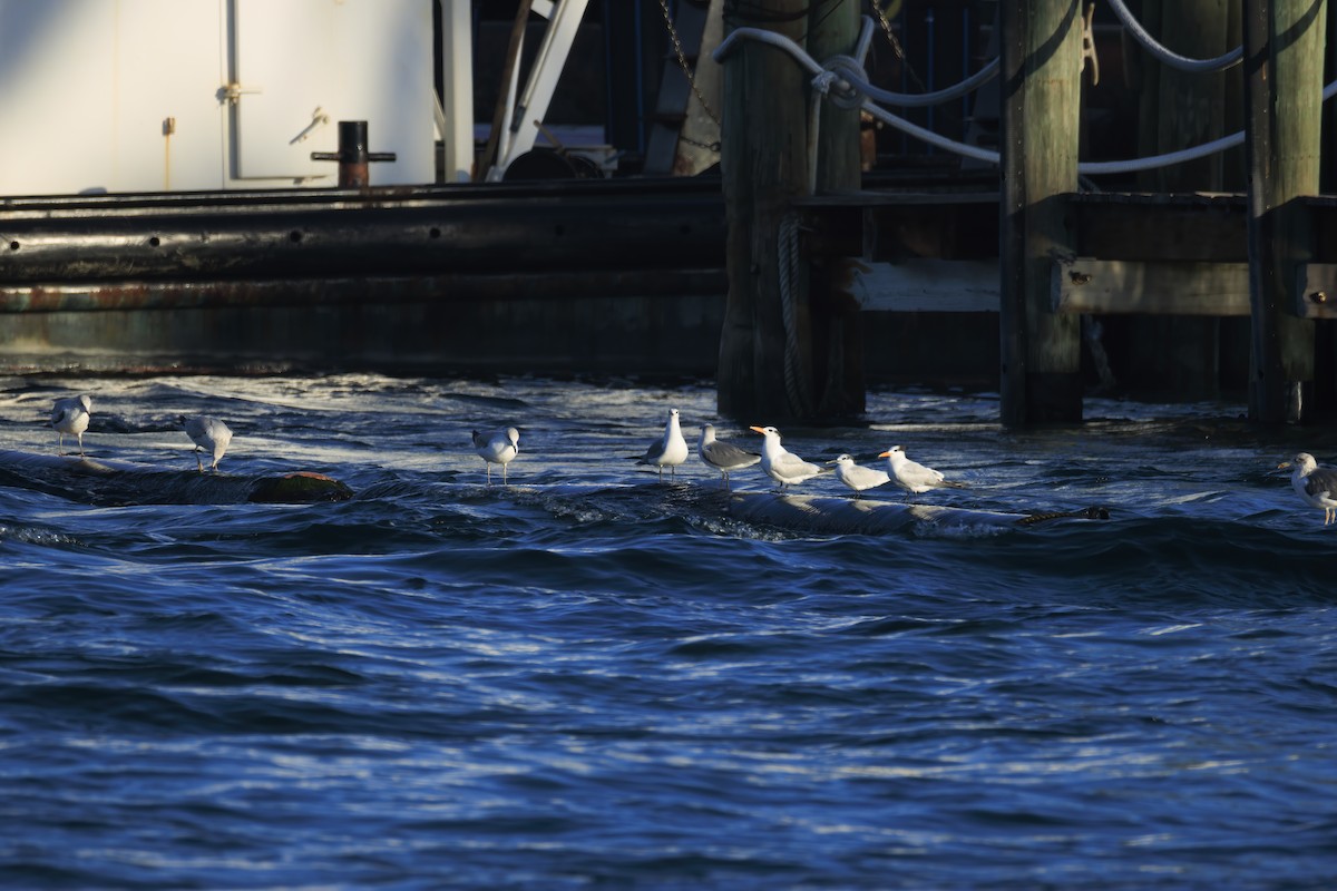 Royal Tern - ML646523473