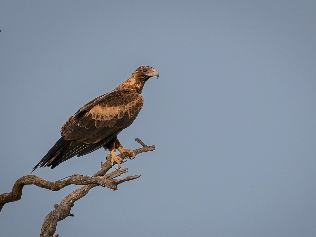 Орел австралійський - ML646523475