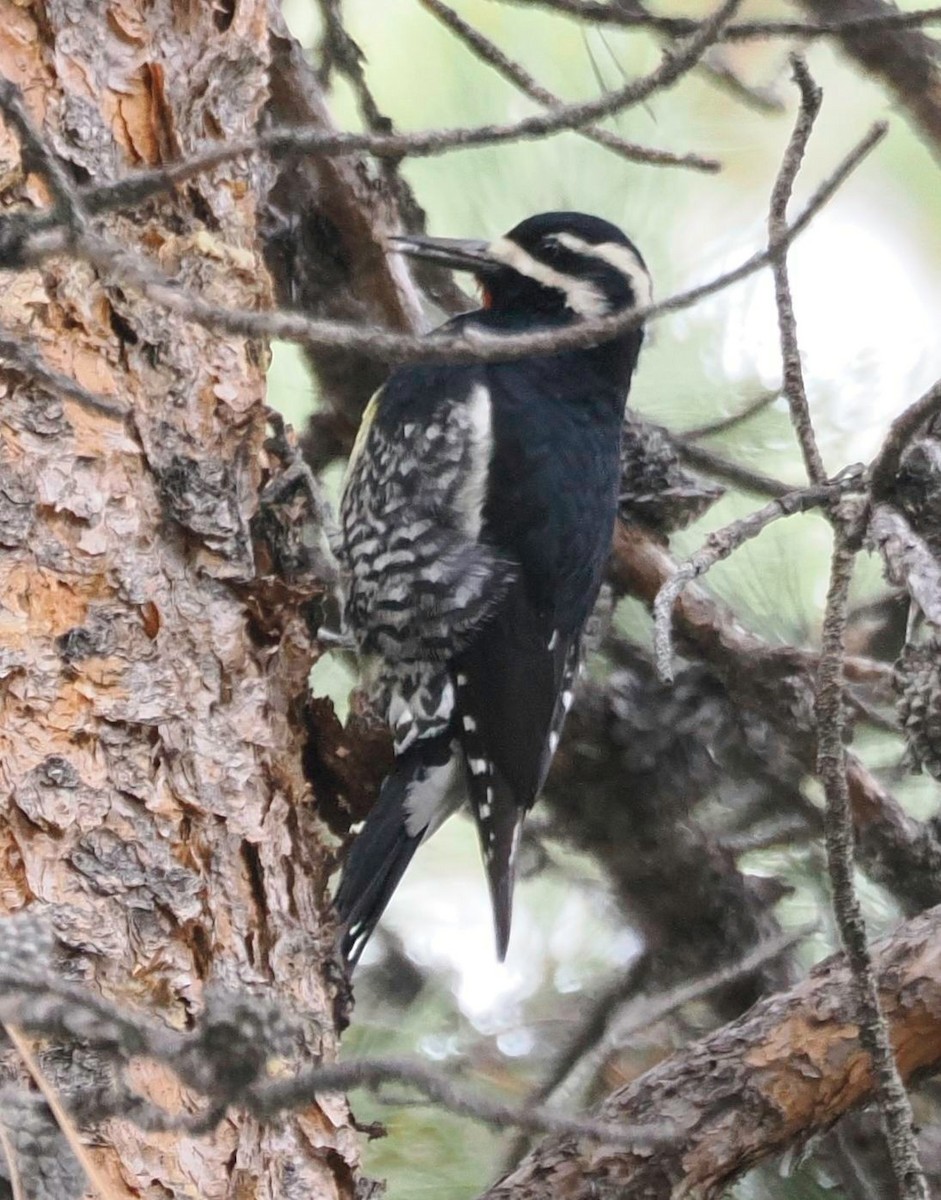 datel červenobradý - ML646523476