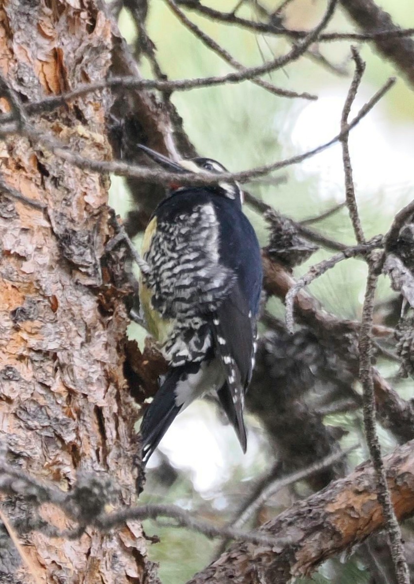 datel červenobradý - ML646523478