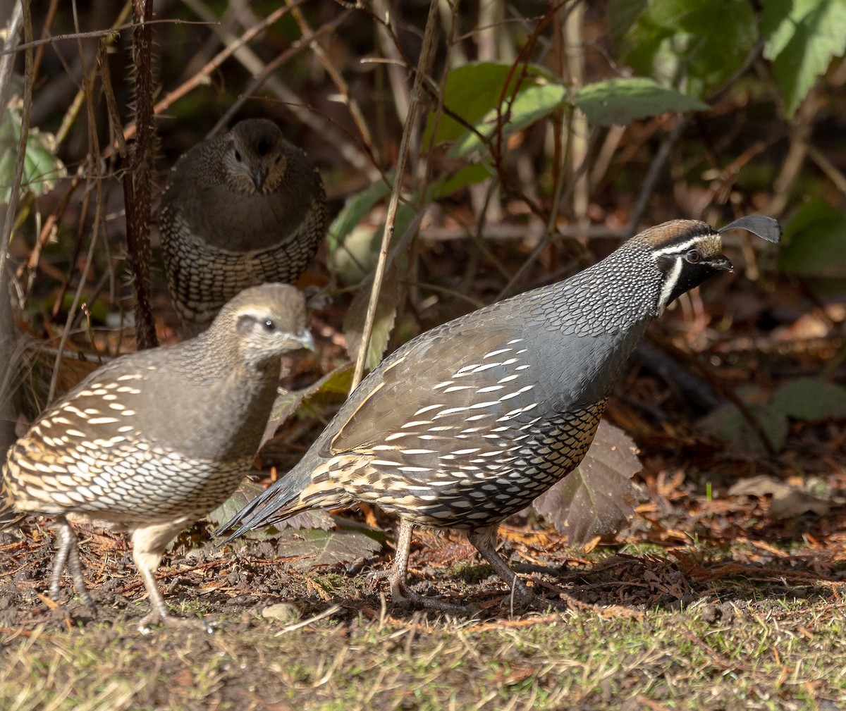 California Quail - ML646523479
