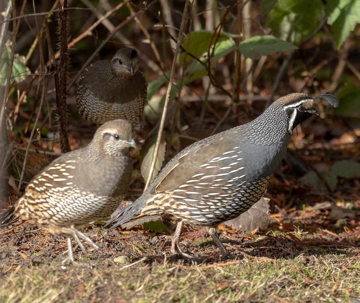 California Quail - ML646523480