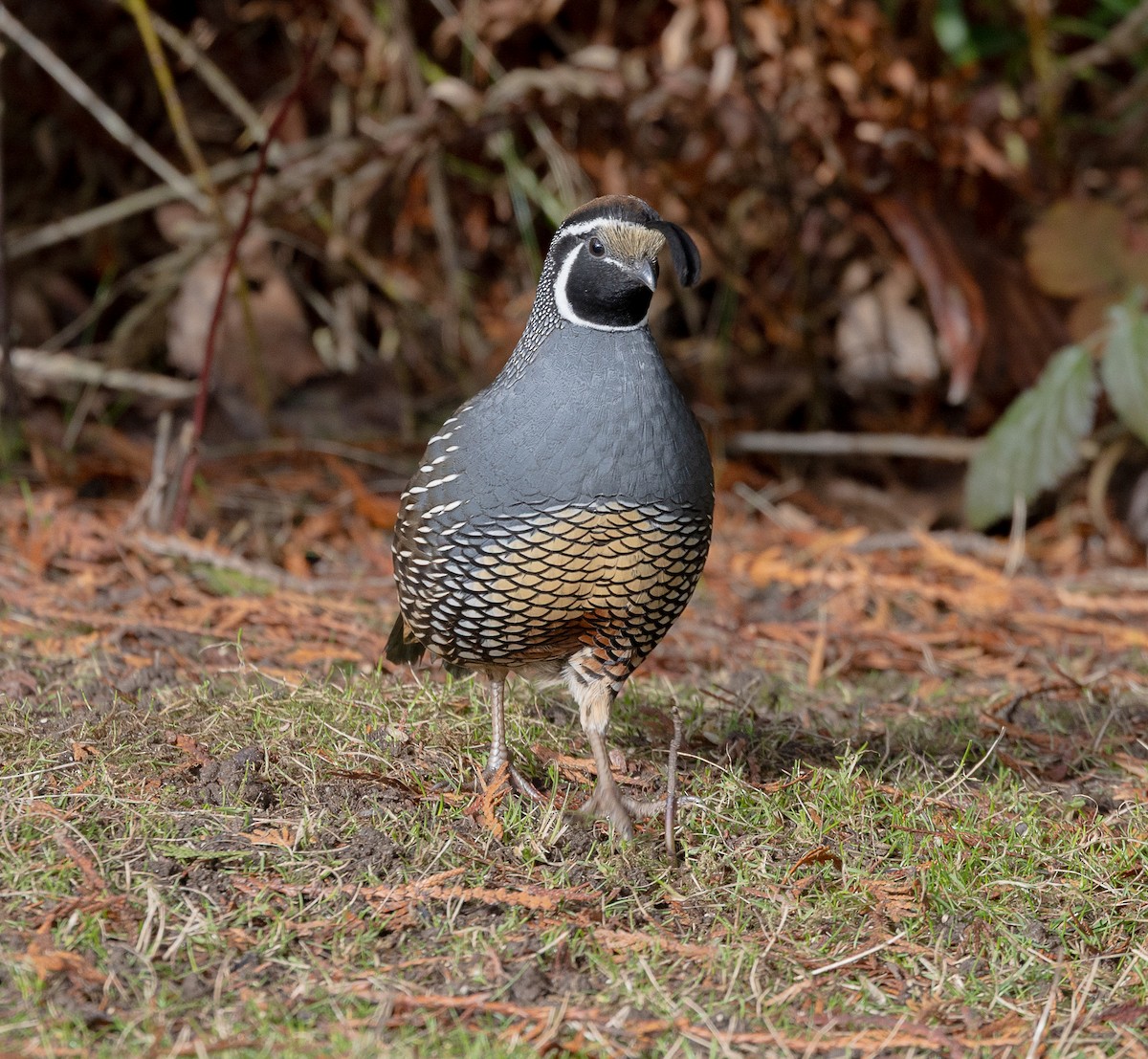 California Quail - ML646523481