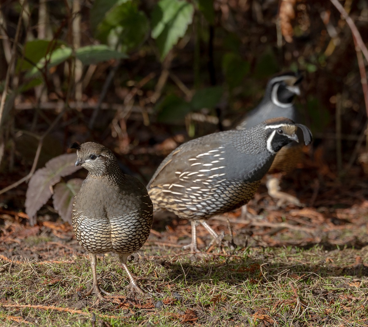 California Quail - ML646523482