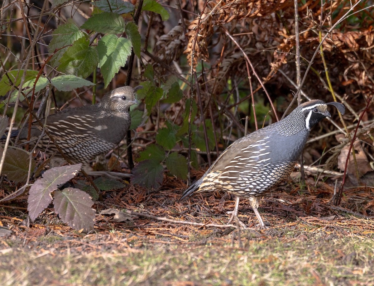 California Quail - ML646523483