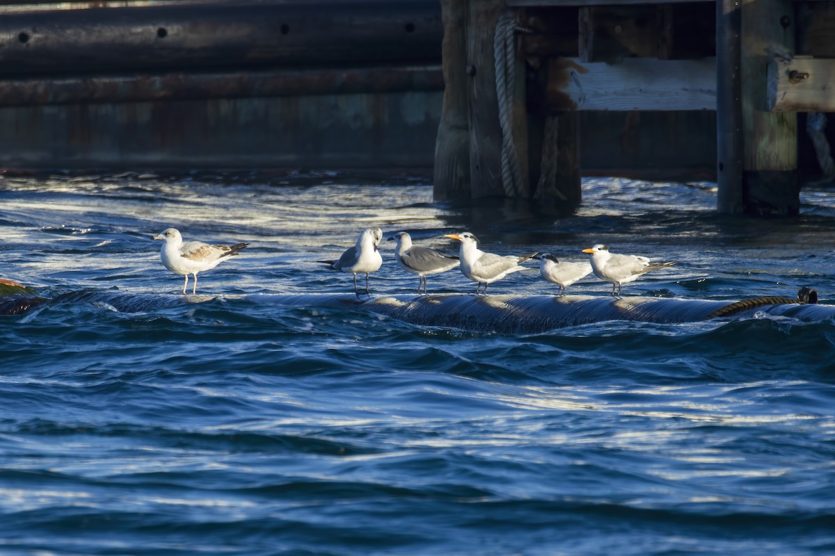 Sandwich Tern - ML646523485