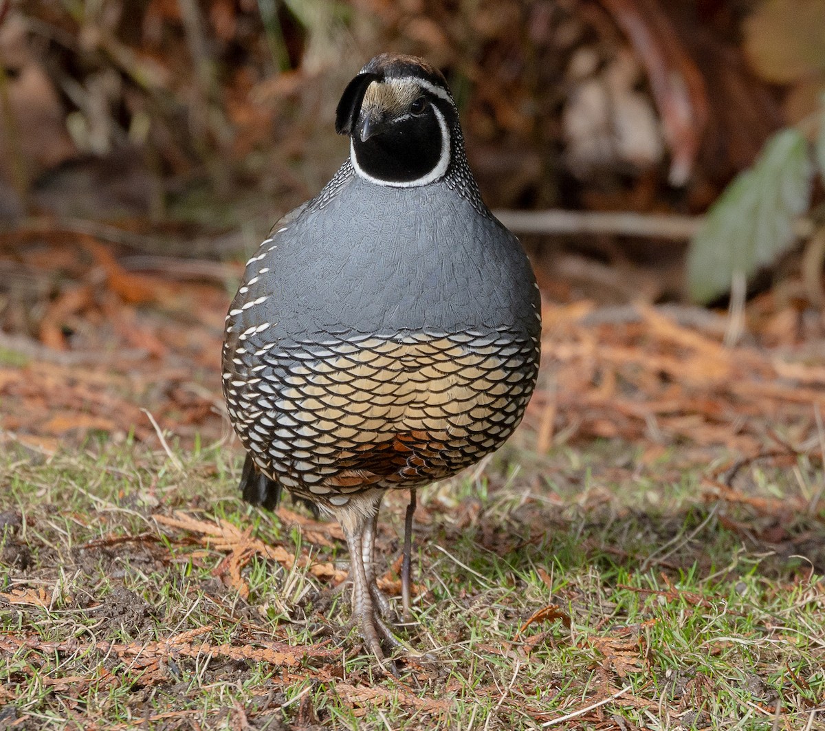 California Quail - ML646523486