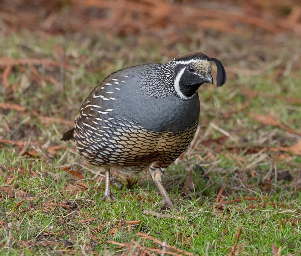 California Quail - ML646523487