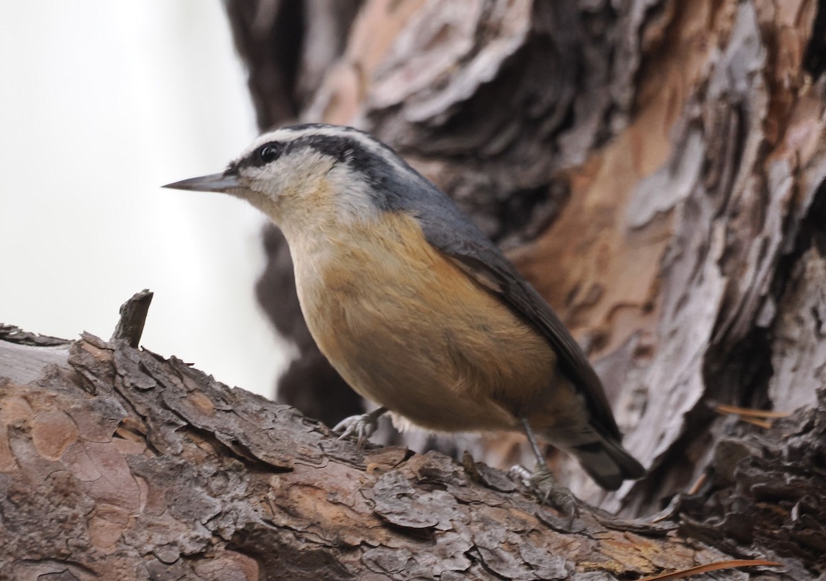 brhlík americký - ML646523489