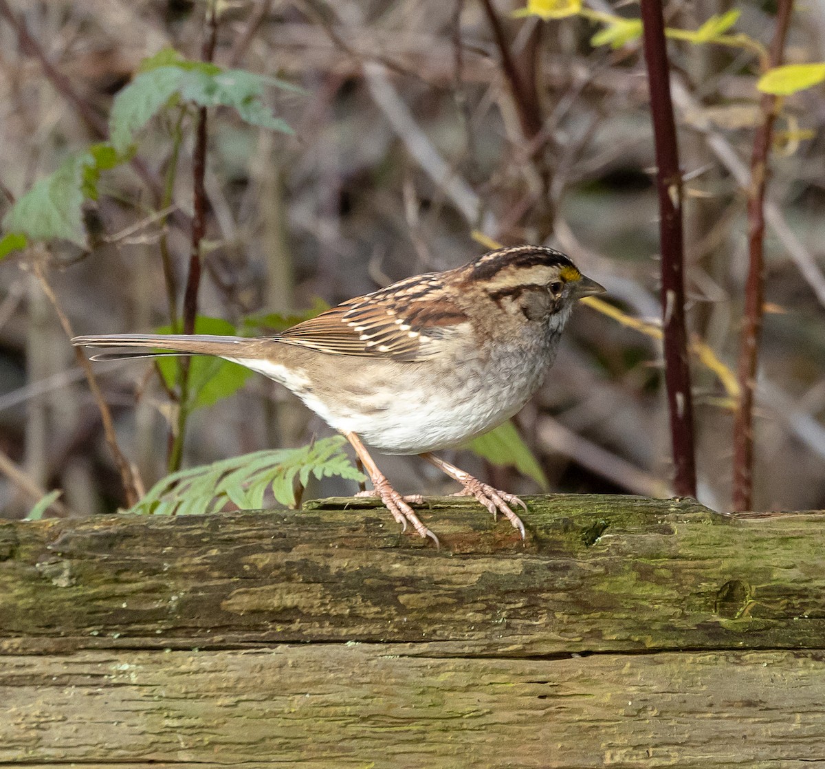 White-throated Sparrow - ML646523495