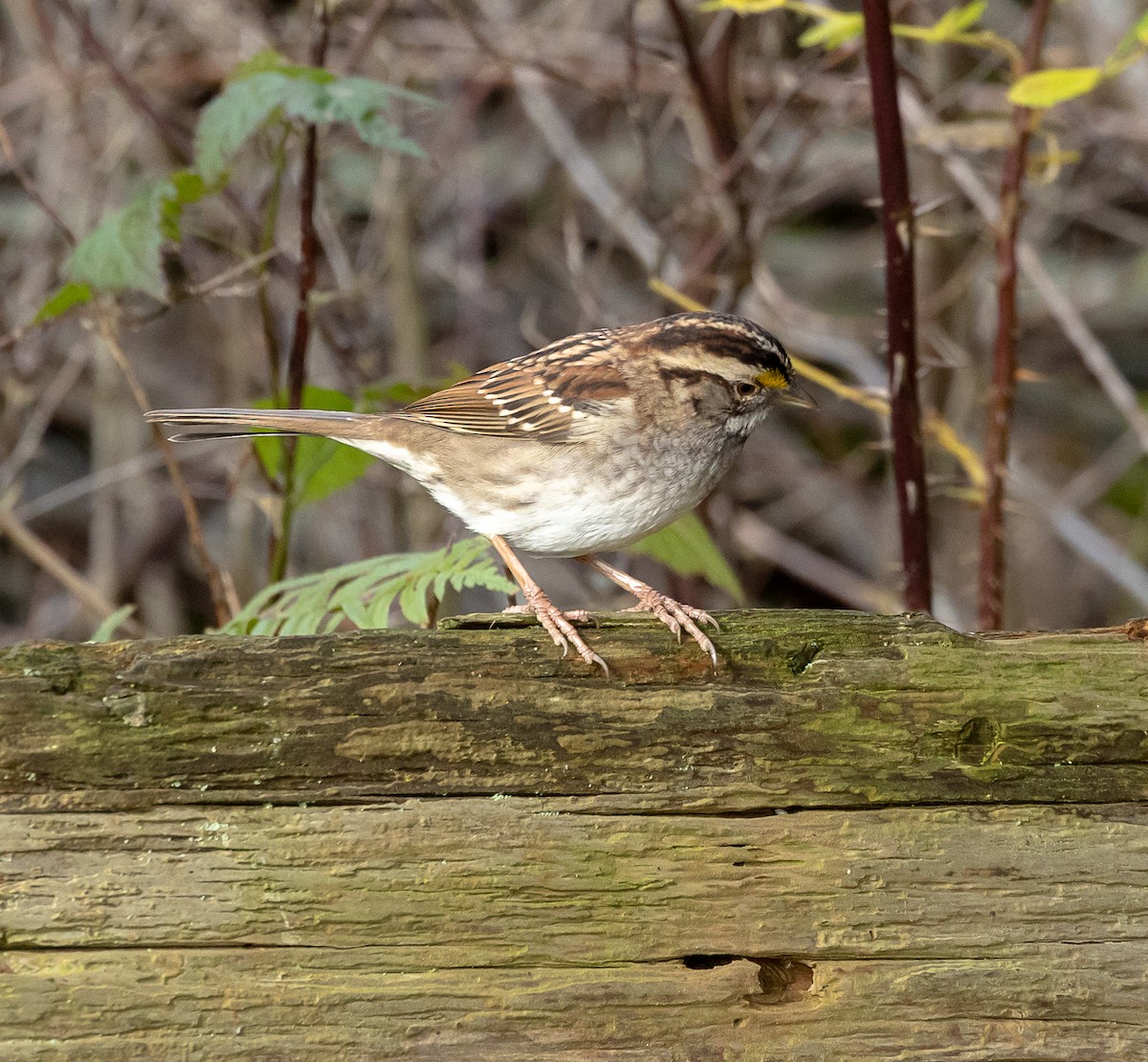 White-throated Sparrow - ML646523496