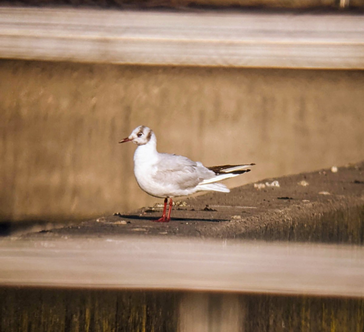 Black-headed Gull - ML646523497