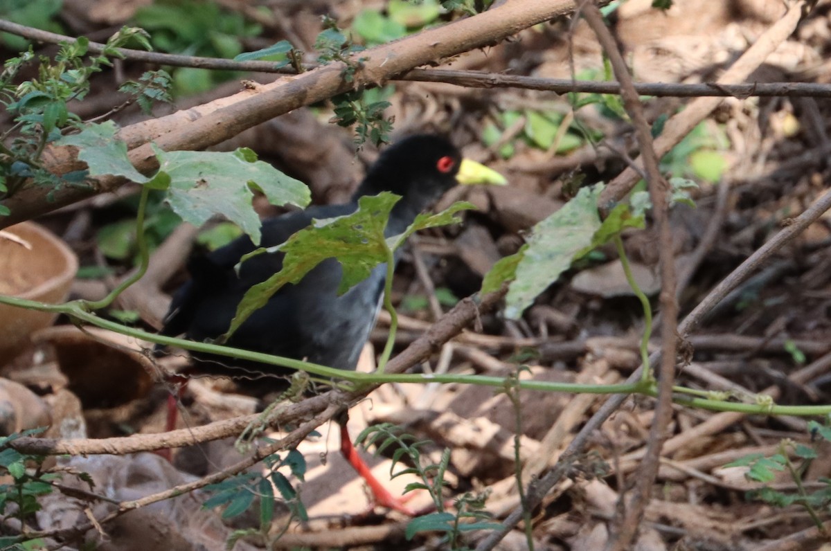 svartrikse - ML646523499