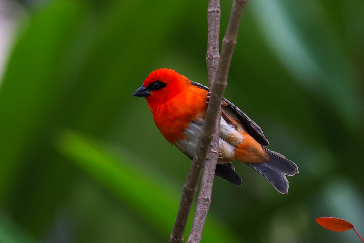 Red Fody - ML646523500