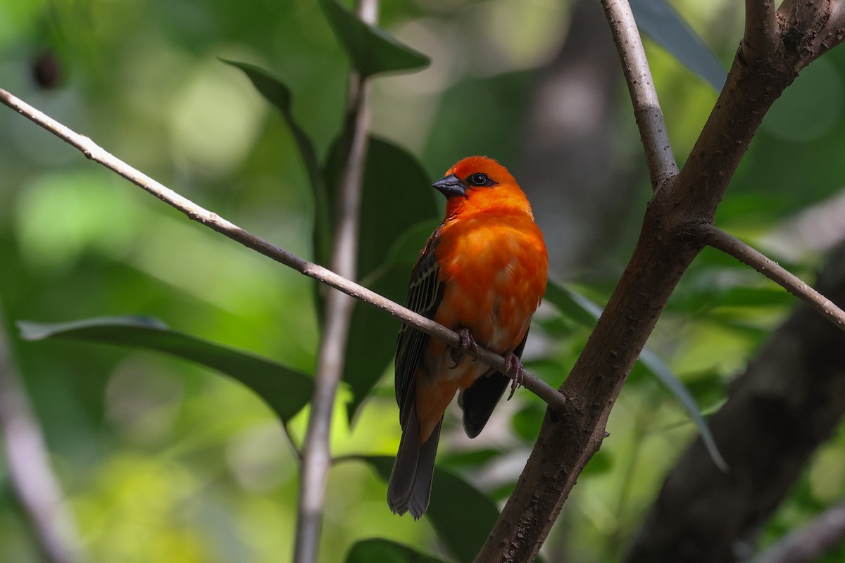 Red Fody - ML646523501