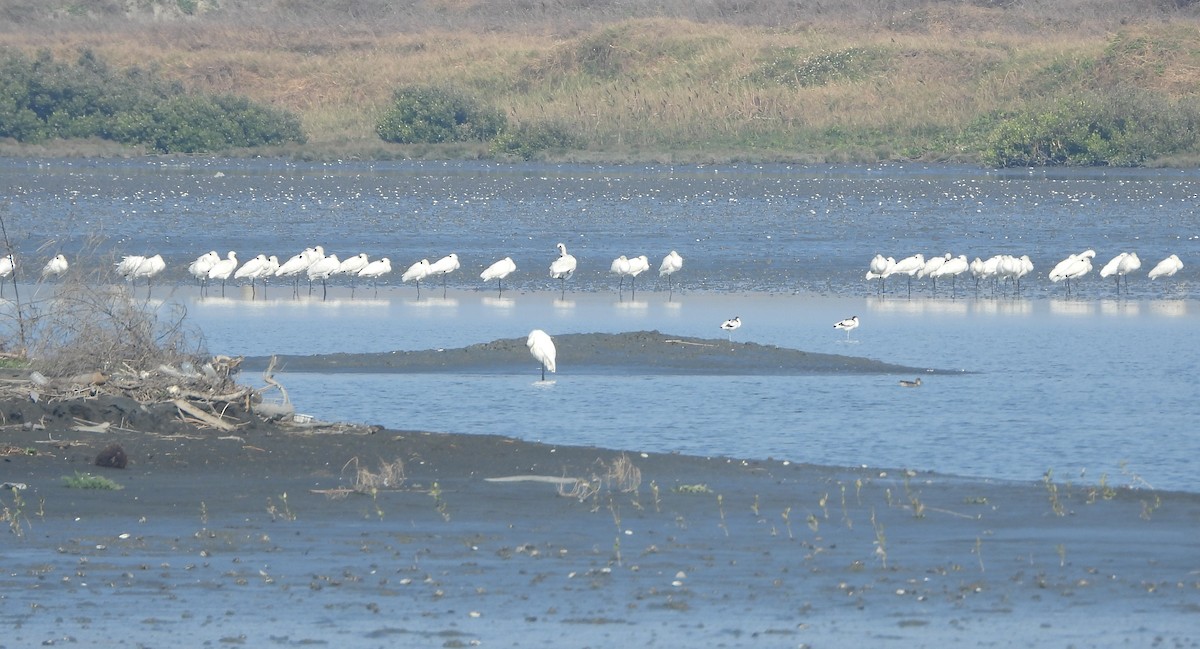 Black-faced Spoonbill - ML646523502