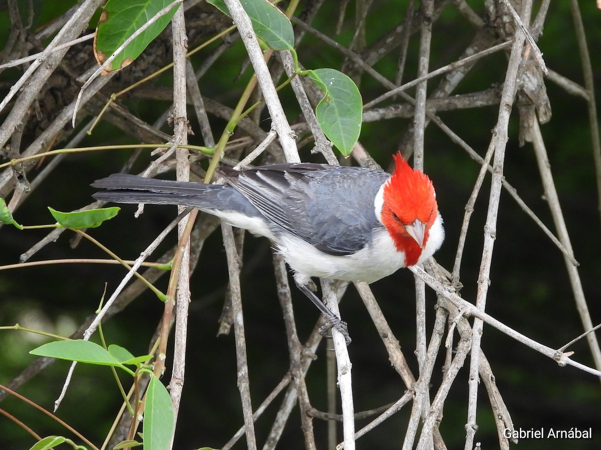 Red-crested Cardinal - ML646523503