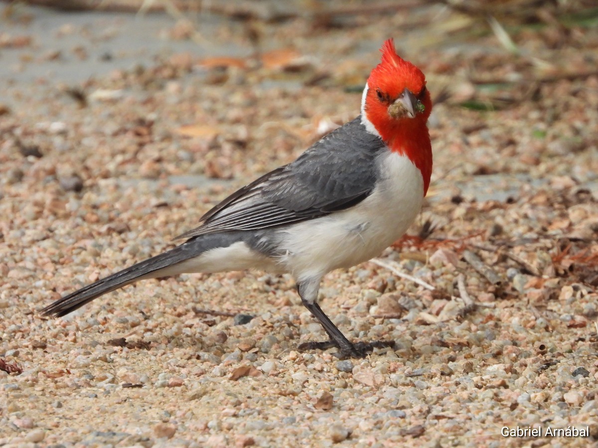 Red-crested Cardinal - ML646523504