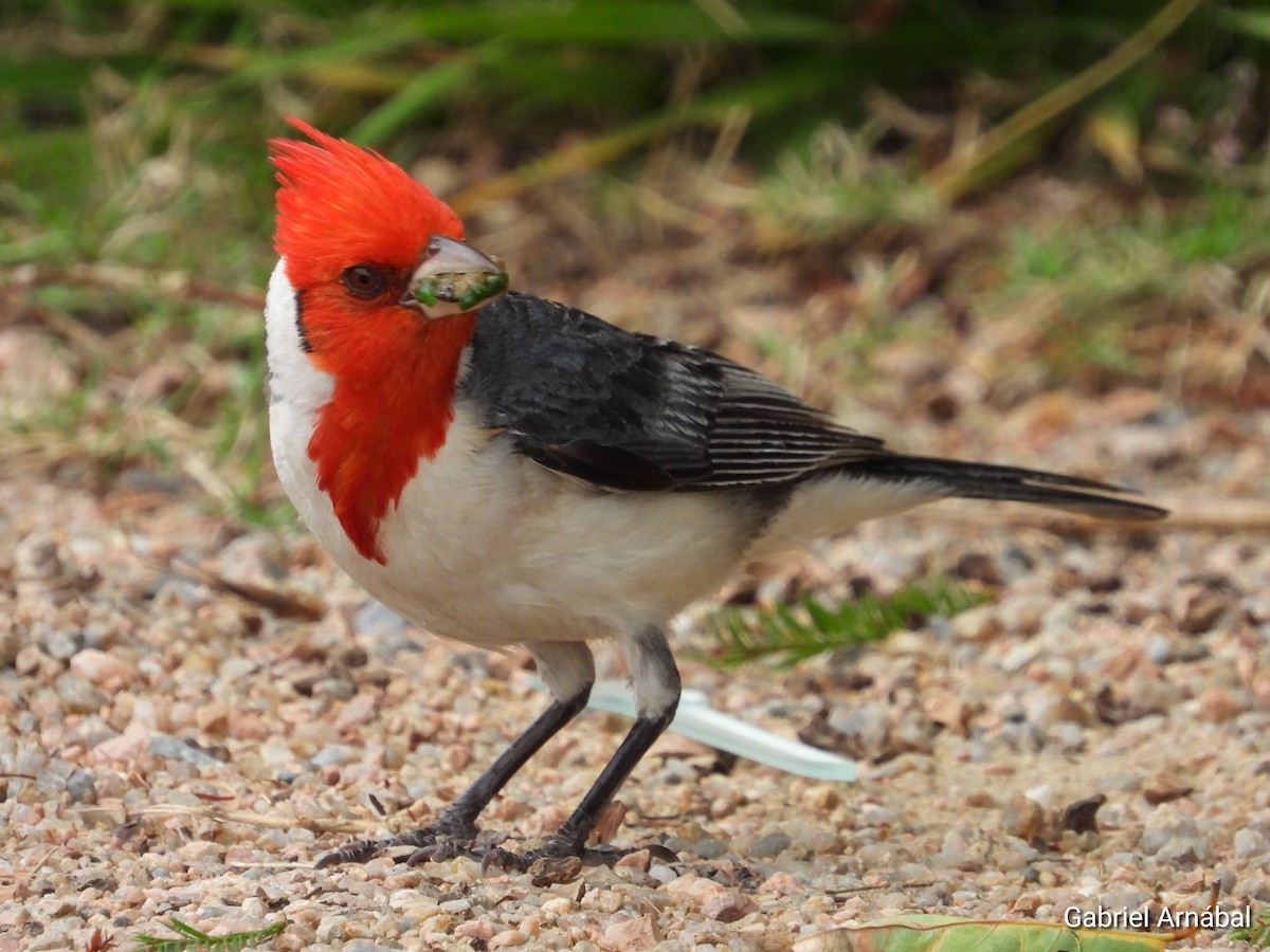 Red-crested Cardinal - ML646523505