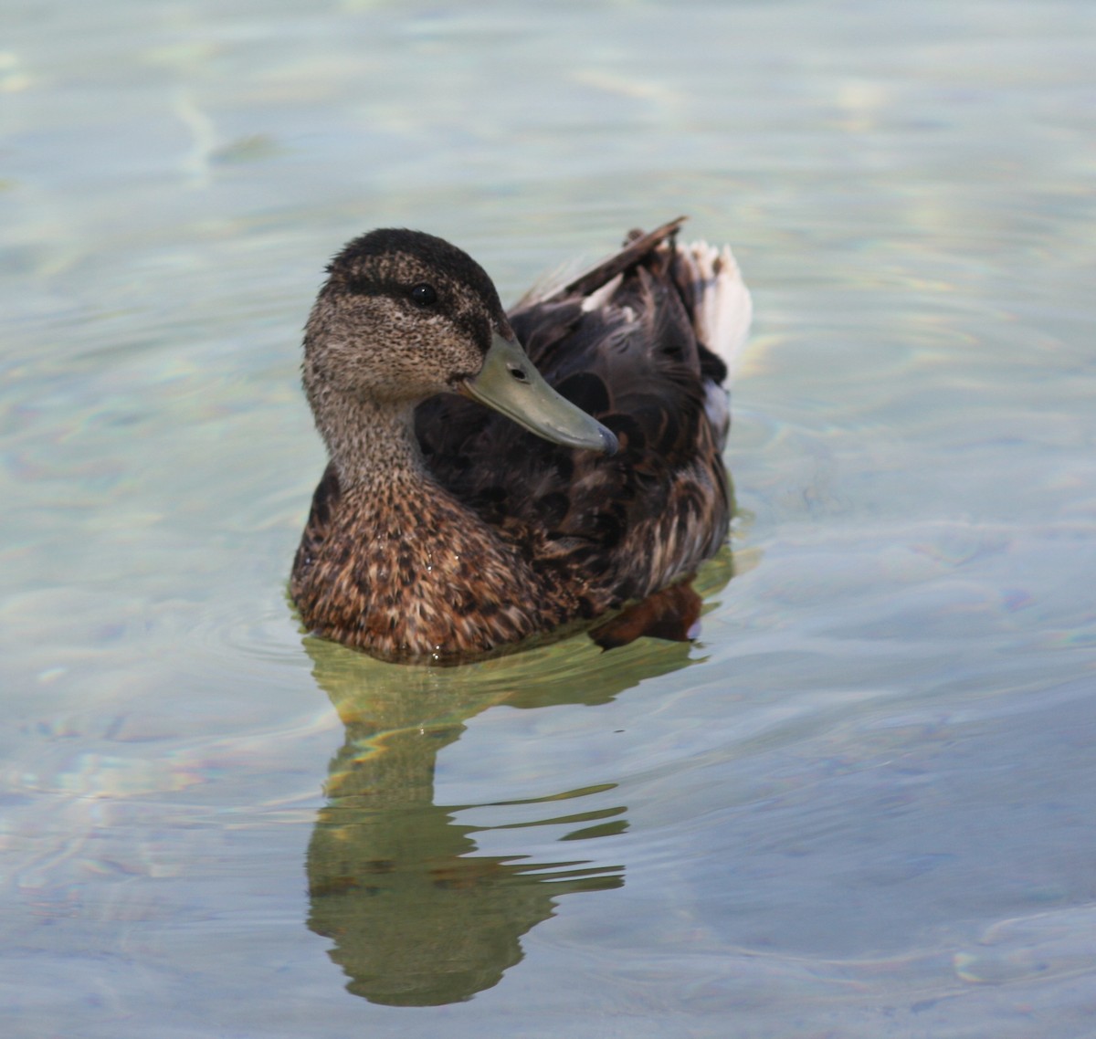 Mallard - ML646523507