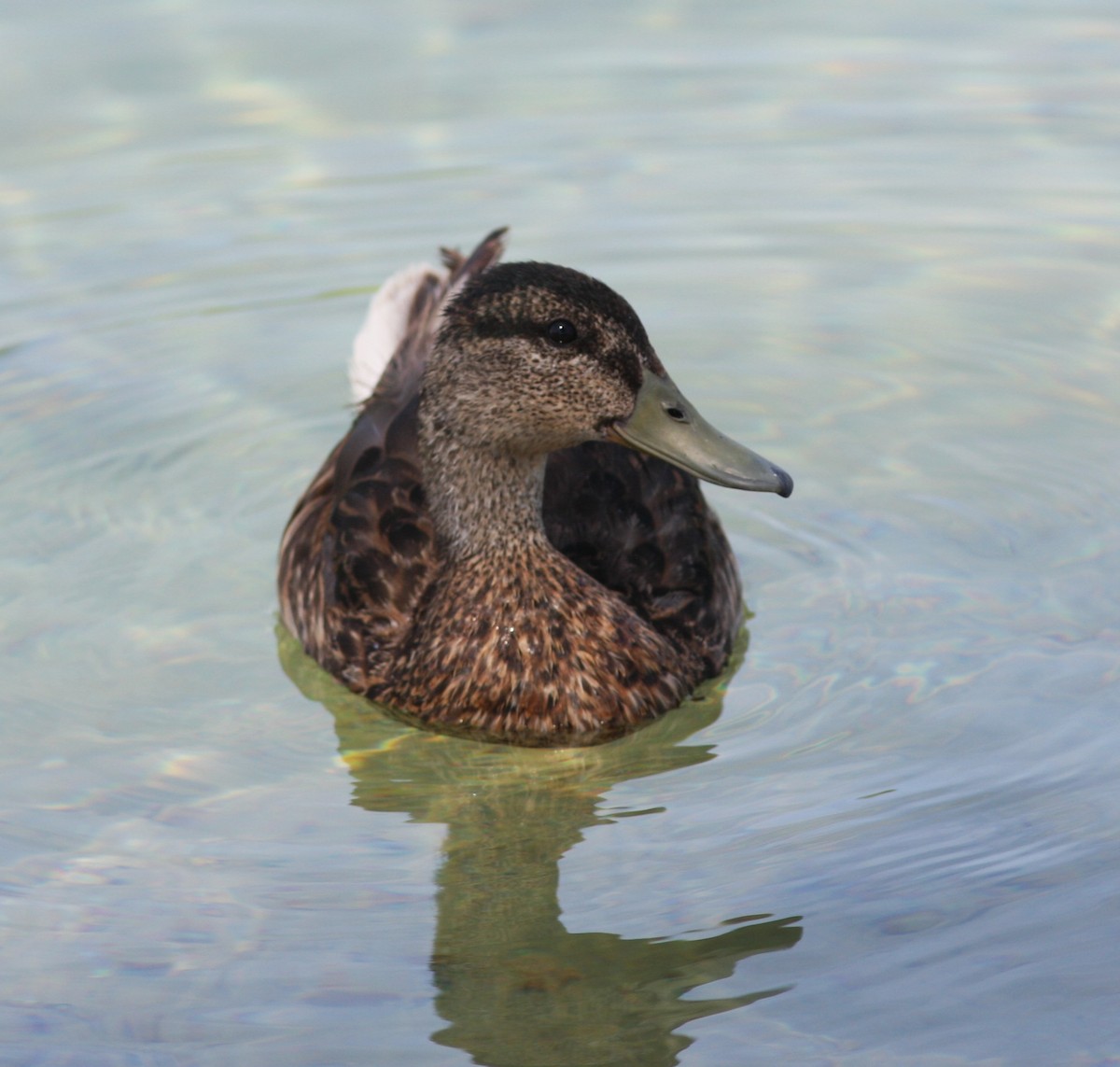 Mallard - ML646523508