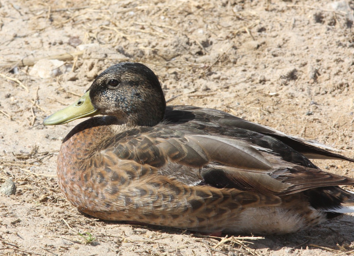 Mallard - ML646523509