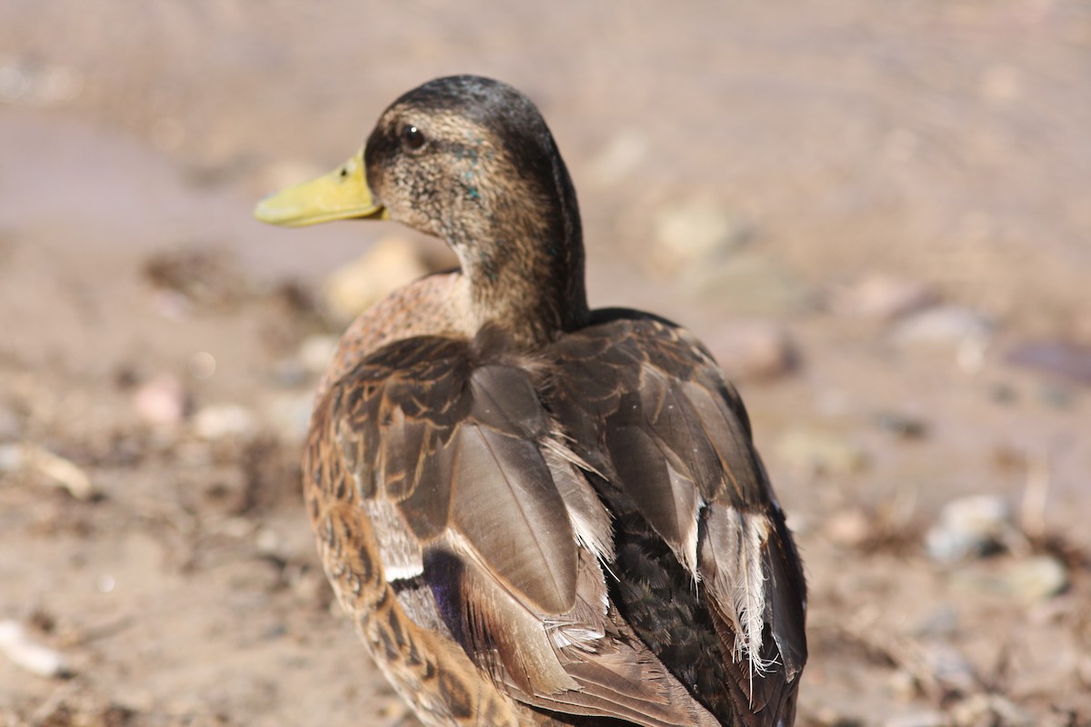 Mallard - ML646523510