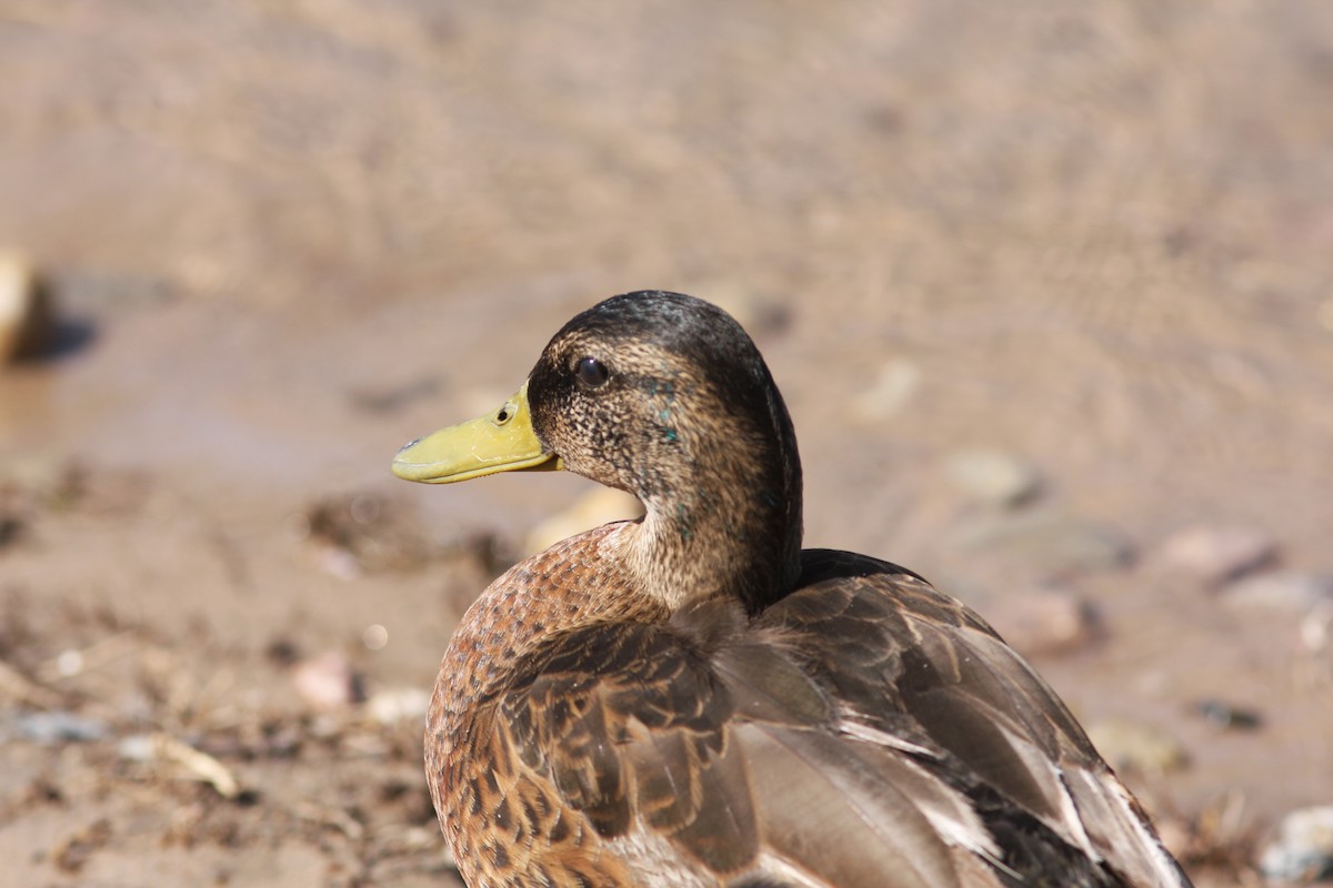 Mallard - ML646523511