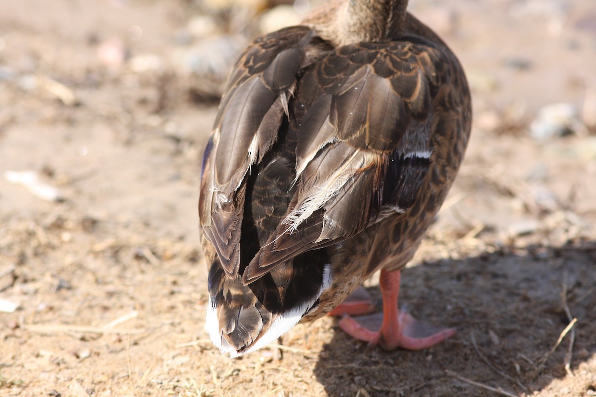 Mallard - ML646523513