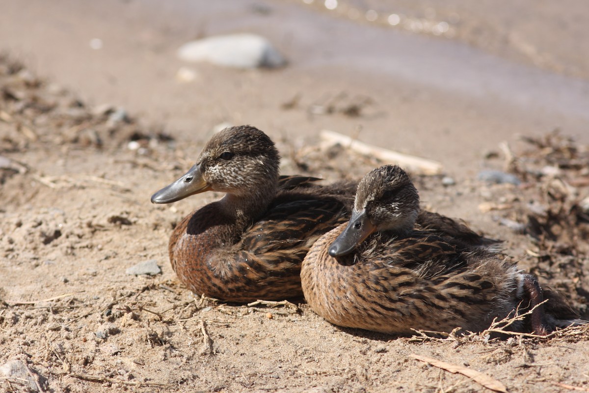 Mallard - ML646523514