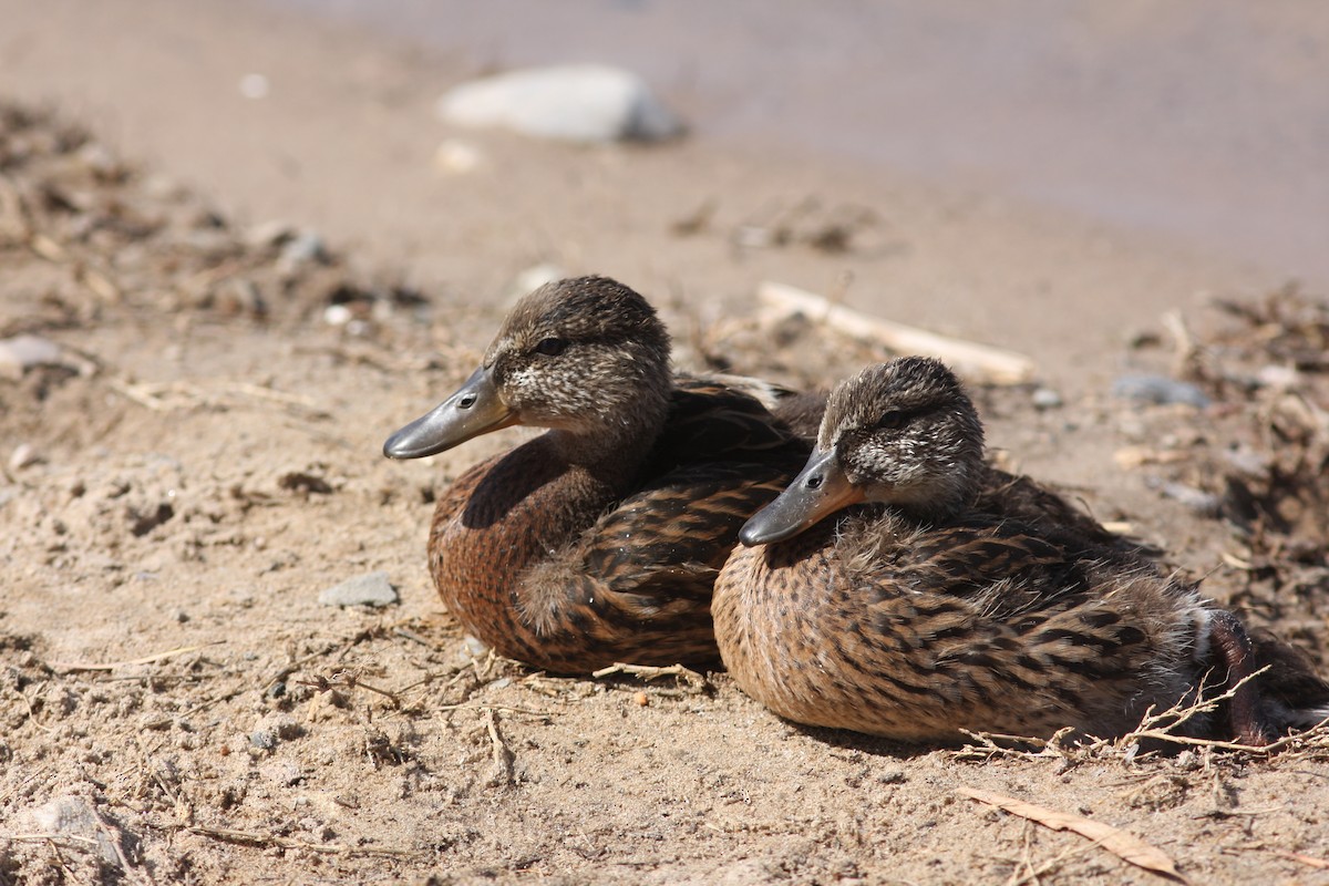 Mallard - ML646523515