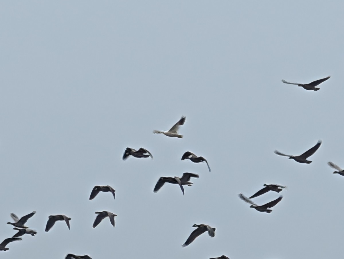 Ross's Goose - ML646523523