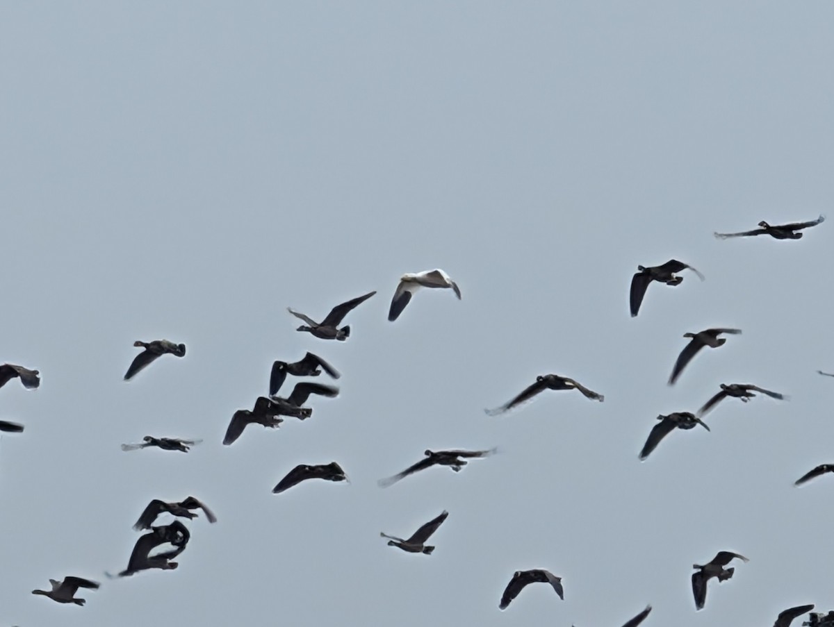 Ross's Goose - ML646523524