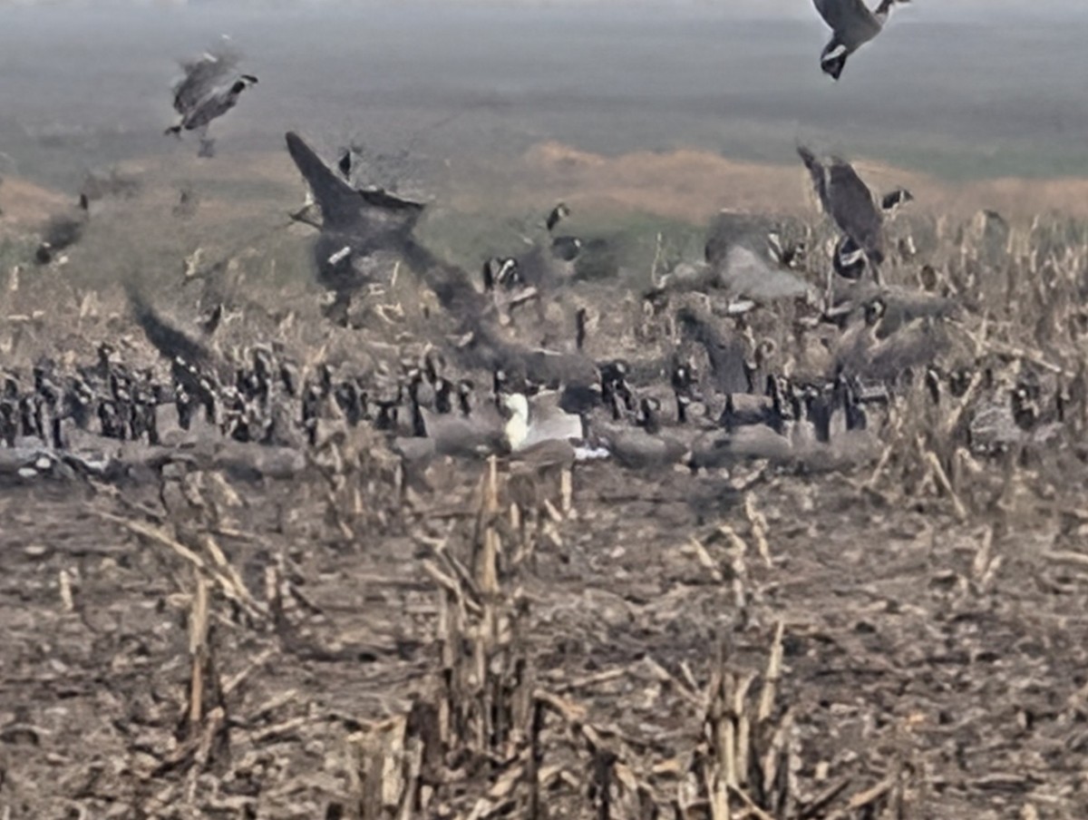 Ross's Goose - ML646523525