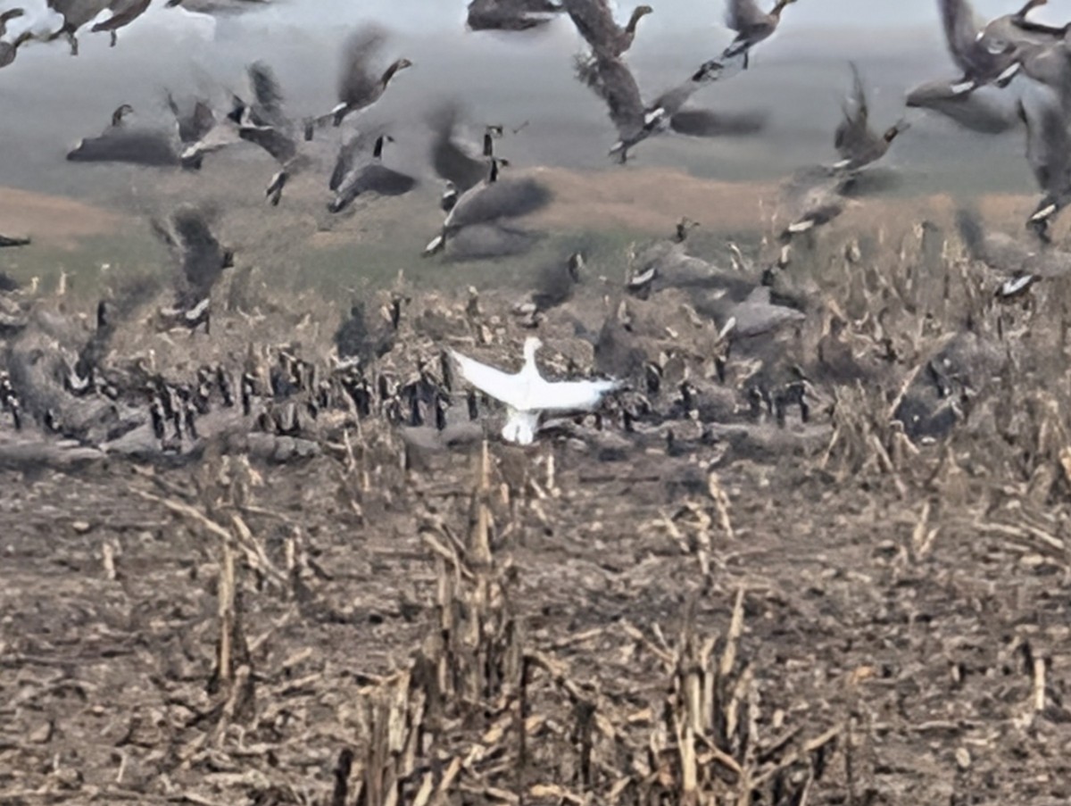 Ross's Goose - ML646523526